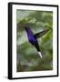 Violet Sabrewing. Hummingbird. Monteverde. Costa Rica. Central America-Tom Norring-Framed Photographic Print