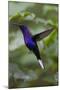 Violet Sabrewing. Hummingbird. Monteverde. Costa Rica. Central America-Tom Norring-Mounted Photographic Print