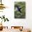 Violet Sabrewing. Hummingbird. Monteverde. Costa Rica. Central America-Tom Norring-Photographic Print displayed on a wall