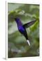 Violet Sabrewing. Hummingbird. Monteverde. Costa Rica. Central America-Tom Norring-Framed Photographic Print