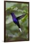 Violet Sabrewing. Hummingbird. Monteverde. Costa Rica. Central America-Tom Norring-Framed Photographic Print