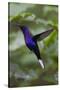 Violet Sabrewing. Hummingbird. Monteverde. Costa Rica. Central America-Tom Norring-Stretched Canvas