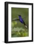 Violet Sabrewing Hummingbird. Monteverde. Costa Rica. Central America-Tom Norring-Framed Photographic Print