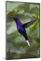 Violet Sabrewing. Hummingbird. Monteverde. Costa Rica. Central America-Tom Norring-Mounted Photographic Print