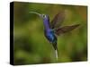 Violet Sabrewing Hummingbird-rkhalil-Stretched Canvas