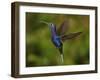 Violet Sabrewing Hummingbird-rkhalil-Framed Photographic Print