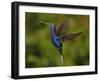 Violet Sabrewing Hummingbird-rkhalil-Framed Photographic Print
