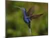 Violet Sabrewing Hummingbird-rkhalil-Mounted Photographic Print