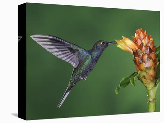 Violet Sabrewing in Flight Feeding on Spiral Ginger, Central Valley, Costa Rica-Rolf Nussbaumer-Stretched Canvas