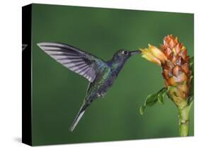 Violet Sabrewing in Flight Feeding on Spiral Ginger, Central Valley, Costa Rica-Rolf Nussbaumer-Stretched Canvas