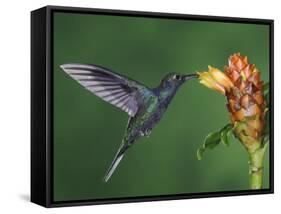 Violet Sabrewing in Flight Feeding on Spiral Ginger, Central Valley, Costa Rica-Rolf Nussbaumer-Framed Stretched Canvas