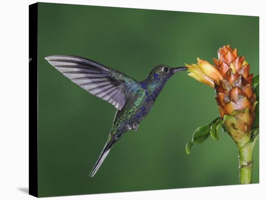 Violet Sabrewing in Flight Feeding on Spiral Ginger, Central Valley, Costa Rica-Rolf Nussbaumer-Stretched Canvas