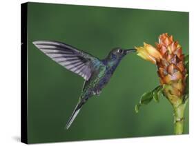 Violet Sabrewing in Flight Feeding on Spiral Ginger, Central Valley, Costa Rica-Rolf Nussbaumer-Stretched Canvas