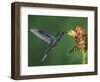 Violet Sabrewing in Flight Feeding on Spiral Ginger, Central Valley, Costa Rica-Rolf Nussbaumer-Framed Photographic Print