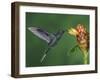 Violet Sabrewing in Flight Feeding on Spiral Ginger, Central Valley, Costa Rica-Rolf Nussbaumer-Framed Photographic Print