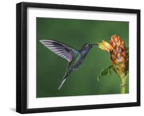 Violet Sabrewing in Flight Feeding on Spiral Ginger, Central Valley, Costa Rica-Rolf Nussbaumer-Framed Photographic Print