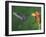 Violet Sabrewing in Flight Feeding on Spiral Ginger, Central Valley, Costa Rica-Rolf Nussbaumer-Framed Photographic Print