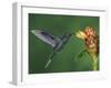 Violet Sabrewing in Flight Feeding on Spiral Ginger, Central Valley, Costa Rica-Rolf Nussbaumer-Framed Photographic Print