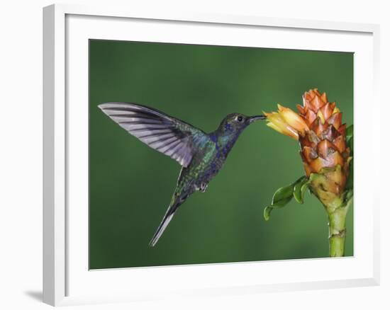 Violet Sabrewing in Flight Feeding on Spiral Ginger, Central Valley, Costa Rica-Rolf Nussbaumer-Framed Photographic Print