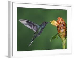 Violet Sabrewing in Flight Feeding on Spiral Ginger, Central Valley, Costa Rica-Rolf Nussbaumer-Framed Photographic Print