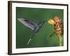 Violet Sabrewing in Flight Feeding on Spiral Ginger, Central Valley, Costa Rica-Rolf Nussbaumer-Framed Photographic Print