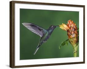 Violet Sabrewing in Flight Feeding on Spiral Ginger, Central Valley, Costa Rica-Rolf Nussbaumer-Framed Photographic Print