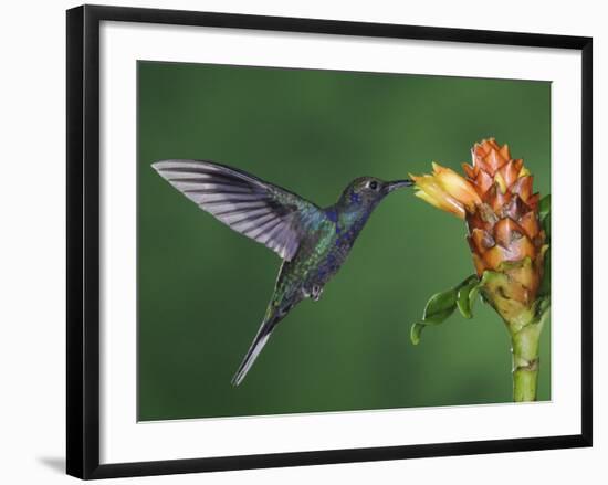 Violet Sabrewing in Flight Feeding on Spiral Ginger, Central Valley, Costa Rica-Rolf Nussbaumer-Framed Photographic Print