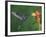 Violet Sabrewing in Flight Feeding on Spiral Ginger, Central Valley, Costa Rica-Rolf Nussbaumer-Framed Photographic Print