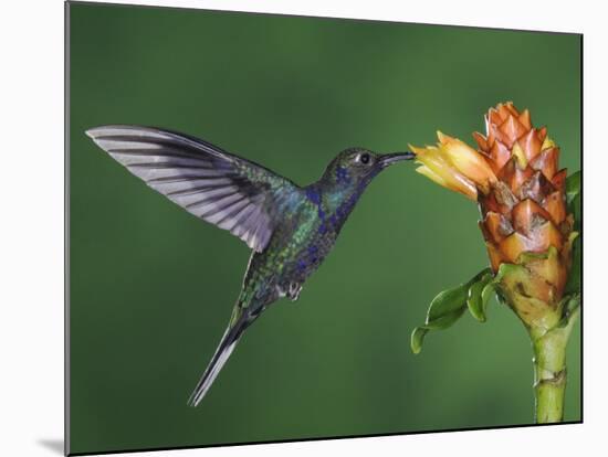 Violet Sabrewing in Flight Feeding on Spiral Ginger, Central Valley, Costa Rica-Rolf Nussbaumer-Mounted Photographic Print