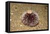 Violet Sea Urchin Living Animal and its Test or Shell on its Top (Sphaerechinus Granularis)-Reinhard Dirscherl-Framed Stretched Canvas