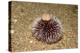 Violet Sea Urchin Living Animal and its Test or Shell on its Top (Sphaerechinus Granularis)-Reinhard Dirscherl-Stretched Canvas