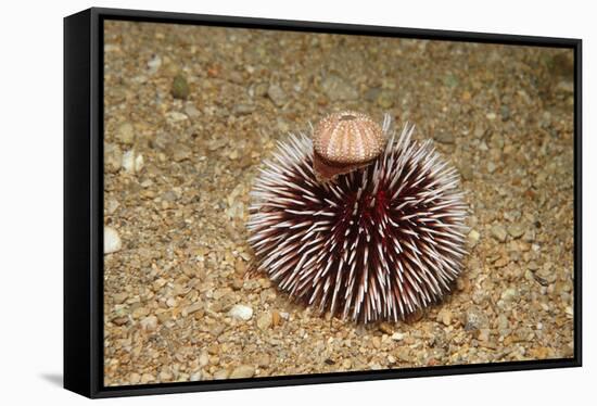 Violet Sea Urchin Living Animal and its Test or Shell on its Top (Sphaerechinus Granularis)-Reinhard Dirscherl-Framed Stretched Canvas