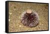 Violet Sea Urchin Living Animal and its Test or Shell on its Top (Sphaerechinus Granularis)-Reinhard Dirscherl-Framed Stretched Canvas