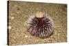 Violet Sea Urchin Living Animal and its Test or Shell on its Top (Sphaerechinus Granularis)-Reinhard Dirscherl-Stretched Canvas