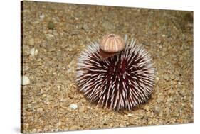 Violet Sea Urchin Living Animal and its Test or Shell on its Top (Sphaerechinus Granularis)-Reinhard Dirscherl-Stretched Canvas