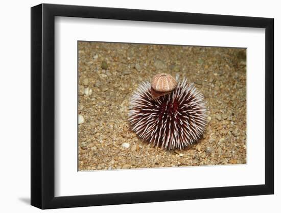 Violet Sea Urchin Living Animal and its Test or Shell on its Top (Sphaerechinus Granularis)-Reinhard Dirscherl-Framed Premium Photographic Print