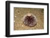 Violet Sea Urchin Living Animal and its Test or Shell on its Top (Sphaerechinus Granularis)-Reinhard Dirscherl-Framed Premium Photographic Print