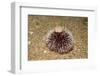 Violet Sea Urchin Living Animal and its Test or Shell on its Top (Sphaerechinus Granularis)-Reinhard Dirscherl-Framed Premium Photographic Print