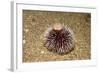 Violet Sea Urchin Living Animal and its Test or Shell on its Top (Sphaerechinus Granularis)-Reinhard Dirscherl-Framed Photographic Print