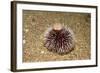 Violet Sea Urchin Living Animal and its Test or Shell on its Top (Sphaerechinus Granularis)-Reinhard Dirscherl-Framed Photographic Print