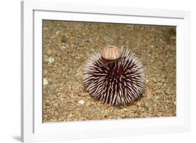 Violet Sea Urchin Living Animal and its Test or Shell on its Top (Sphaerechinus Granularis)-Reinhard Dirscherl-Framed Photographic Print