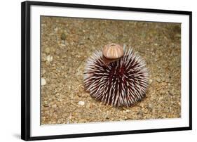 Violet Sea Urchin Living Animal and its Test or Shell on its Top (Sphaerechinus Granularis)-Reinhard Dirscherl-Framed Photographic Print