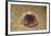 Violet Sea Urchin Living Animal and its Test or Shell on its Top (Sphaerechinus Granularis)-Reinhard Dirscherl-Framed Photographic Print