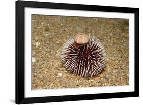 Violet Sea Urchin Living Animal and its Test or Shell on its Top (Sphaerechinus Granularis)-Reinhard Dirscherl-Framed Photographic Print