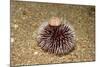 Violet Sea Urchin Living Animal and its Test or Shell on its Top (Sphaerechinus Granularis)-Reinhard Dirscherl-Mounted Photographic Print