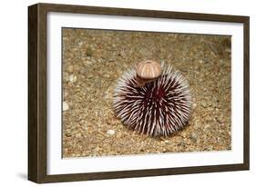 Violet Sea Urchin Living Animal and its Test or Shell on its Top (Sphaerechinus Granularis)-Reinhard Dirscherl-Framed Photographic Print