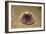 Violet Sea Urchin Living Animal and its Test or Shell on its Top (Sphaerechinus Granularis)-Reinhard Dirscherl-Framed Photographic Print