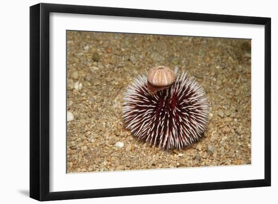 Violet Sea Urchin Living Animal and its Test or Shell on its Top (Sphaerechinus Granularis)-Reinhard Dirscherl-Framed Photographic Print