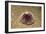 Violet Sea Urchin Living Animal and its Test or Shell on its Top (Sphaerechinus Granularis)-Reinhard Dirscherl-Framed Photographic Print