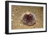 Violet Sea Urchin Living Animal and its Test or Shell on its Top (Sphaerechinus Granularis)-Reinhard Dirscherl-Framed Photographic Print